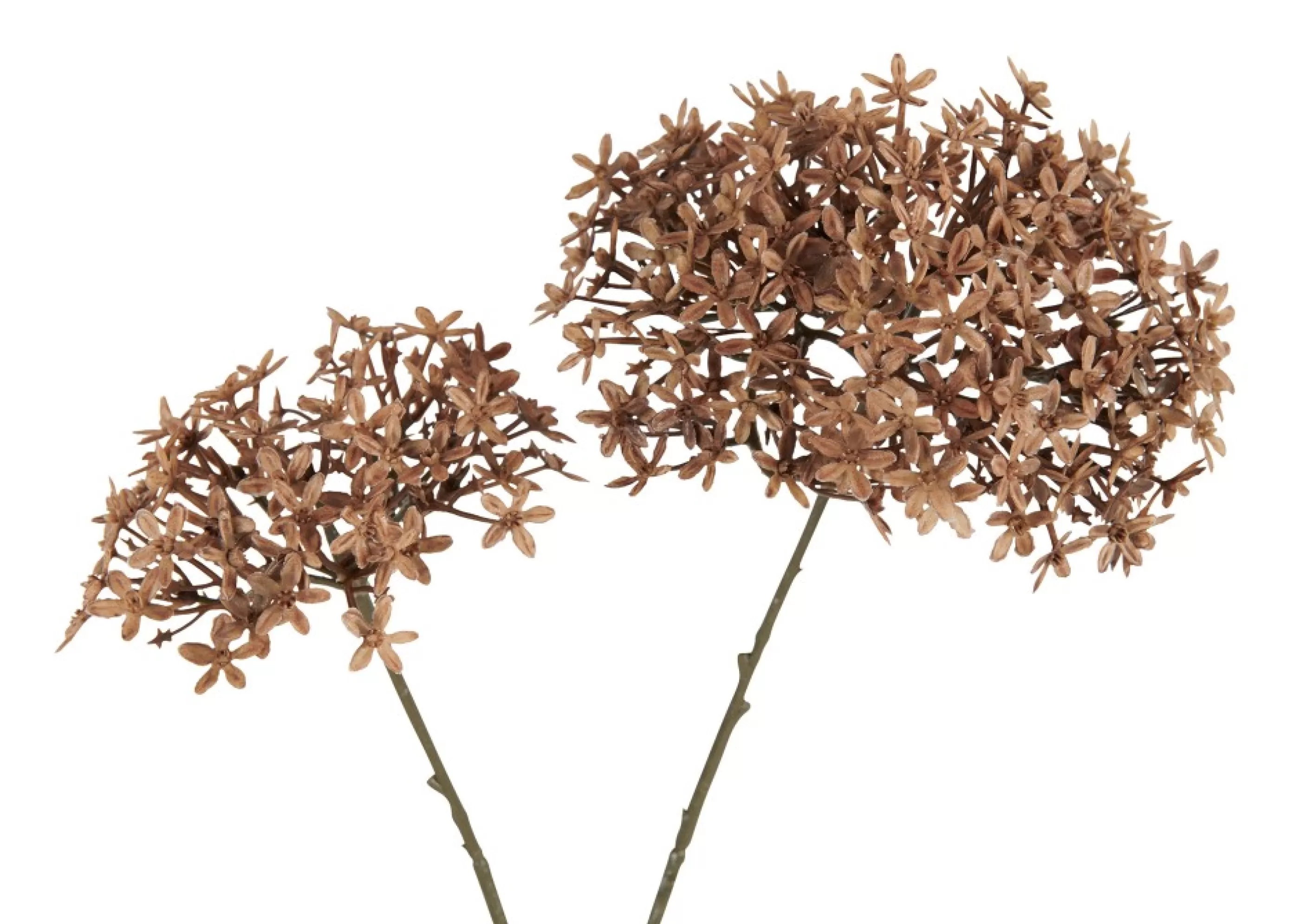 unavailable Blooms & Branches*Dunne Allium Branch