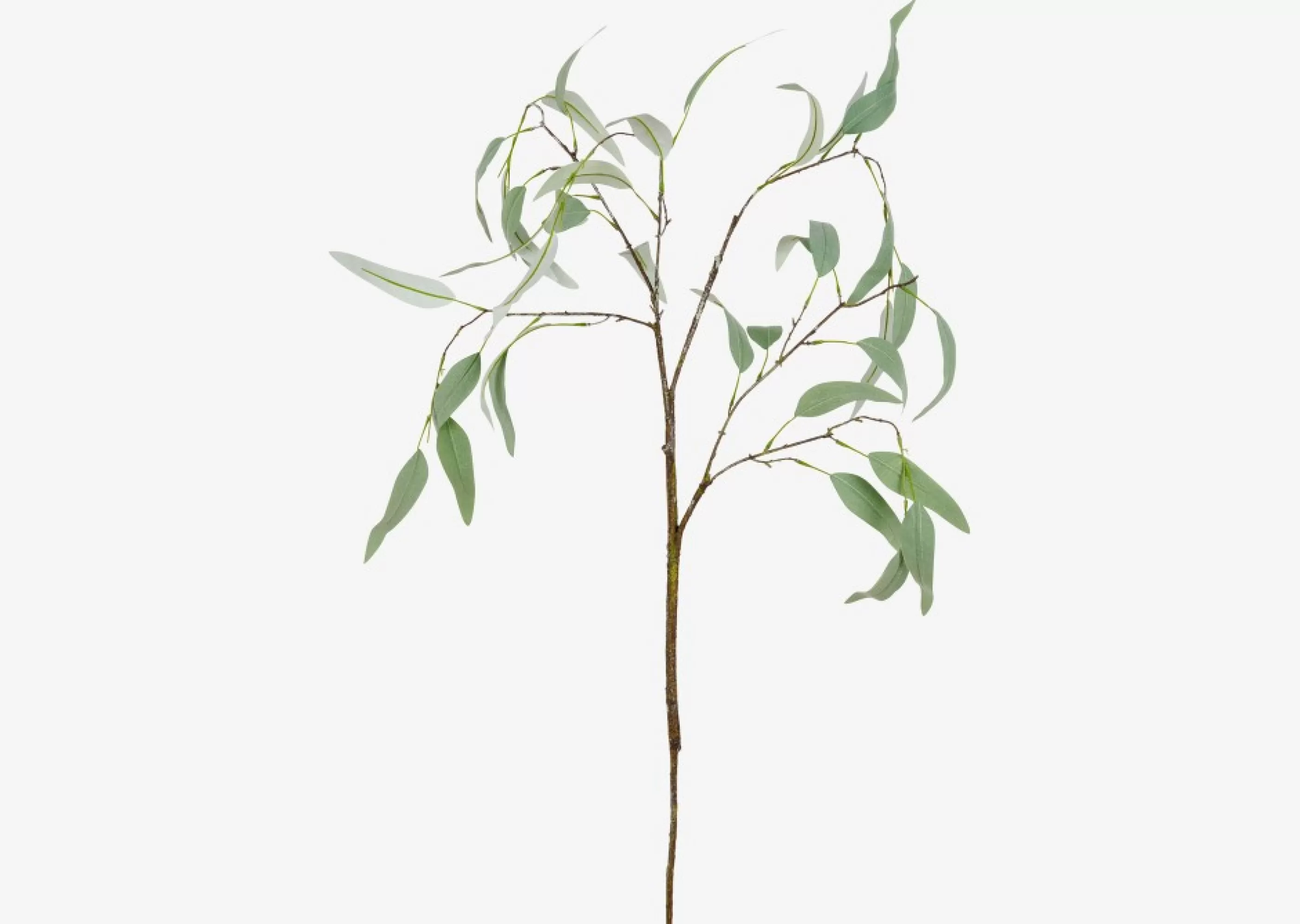 unavailable Blooms & Branches*Eucalyptus Caesia Branch