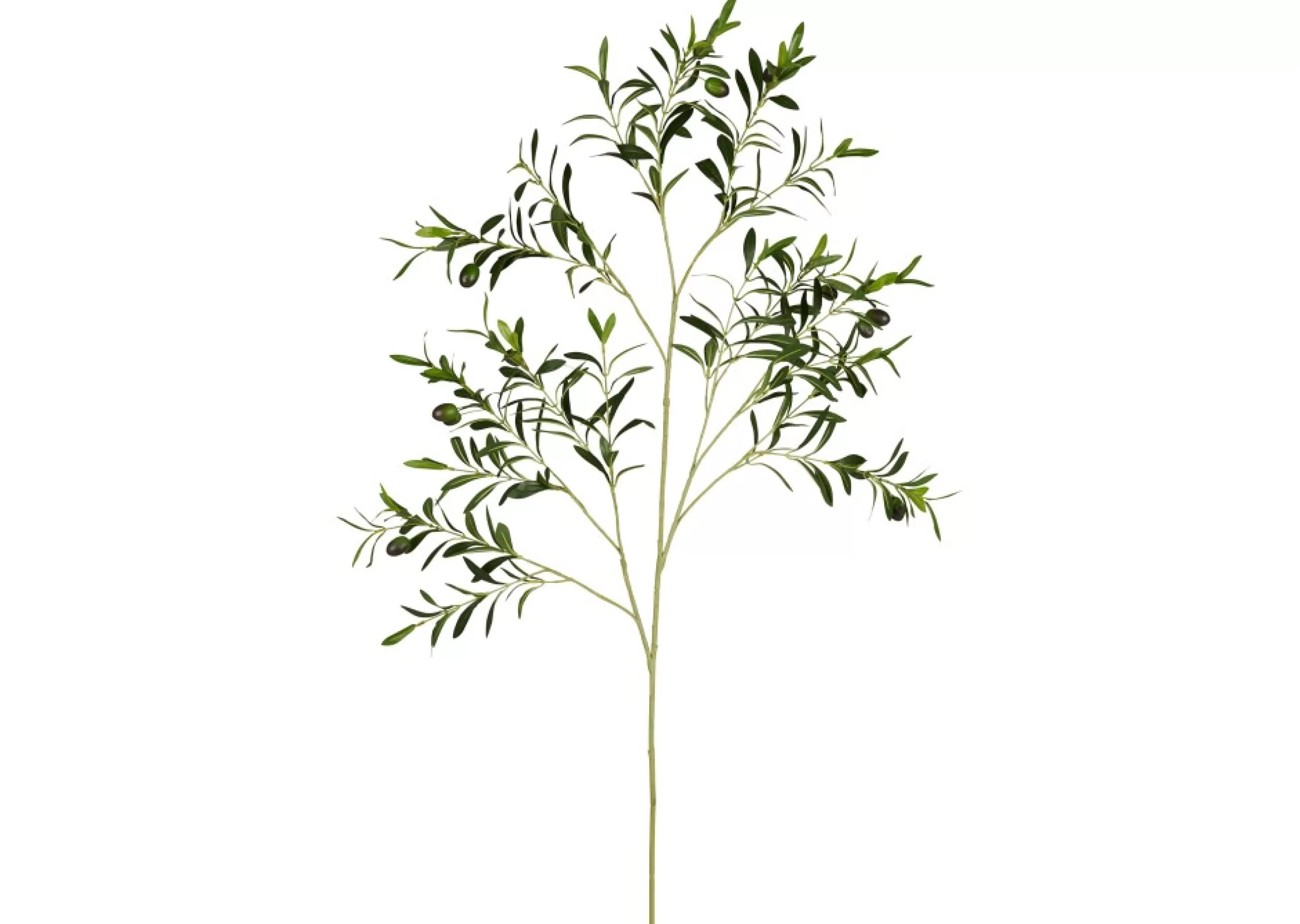 unavailable Blooms & Branches*Fen Olive Branch