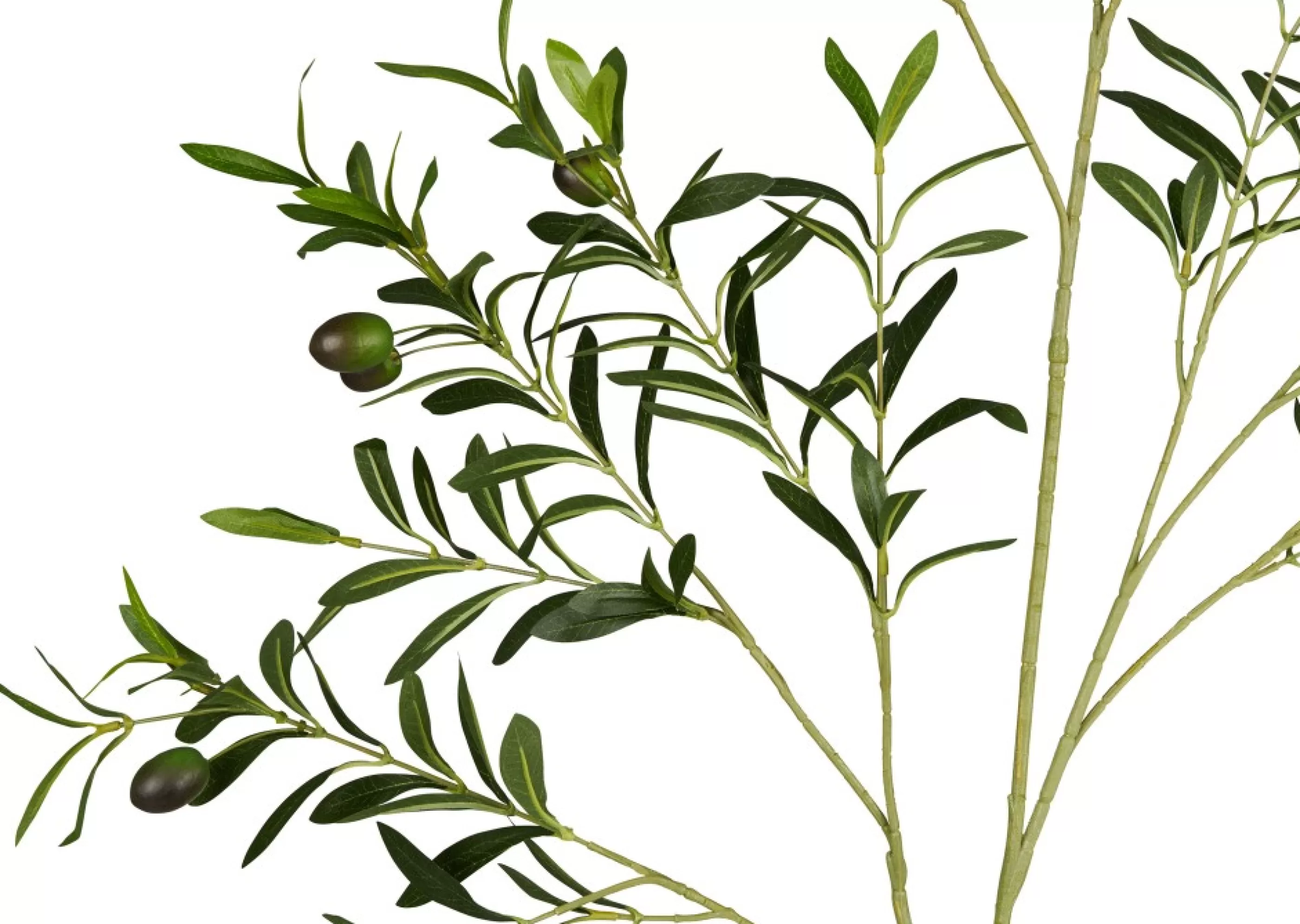 unavailable Blooms & Branches*Fen Olive Branch