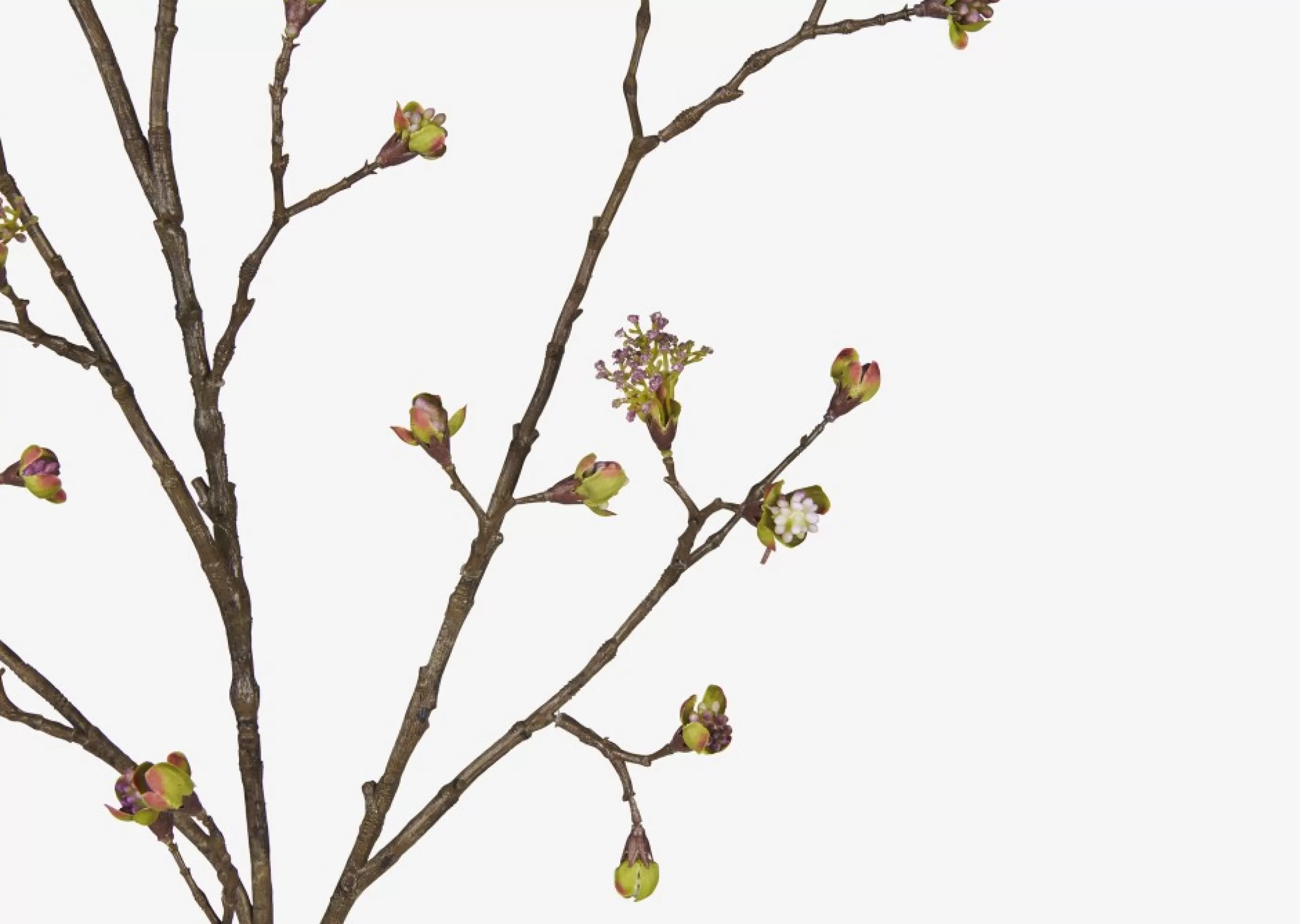 unavailable Blooms & Branches*Gail Prunus Branch