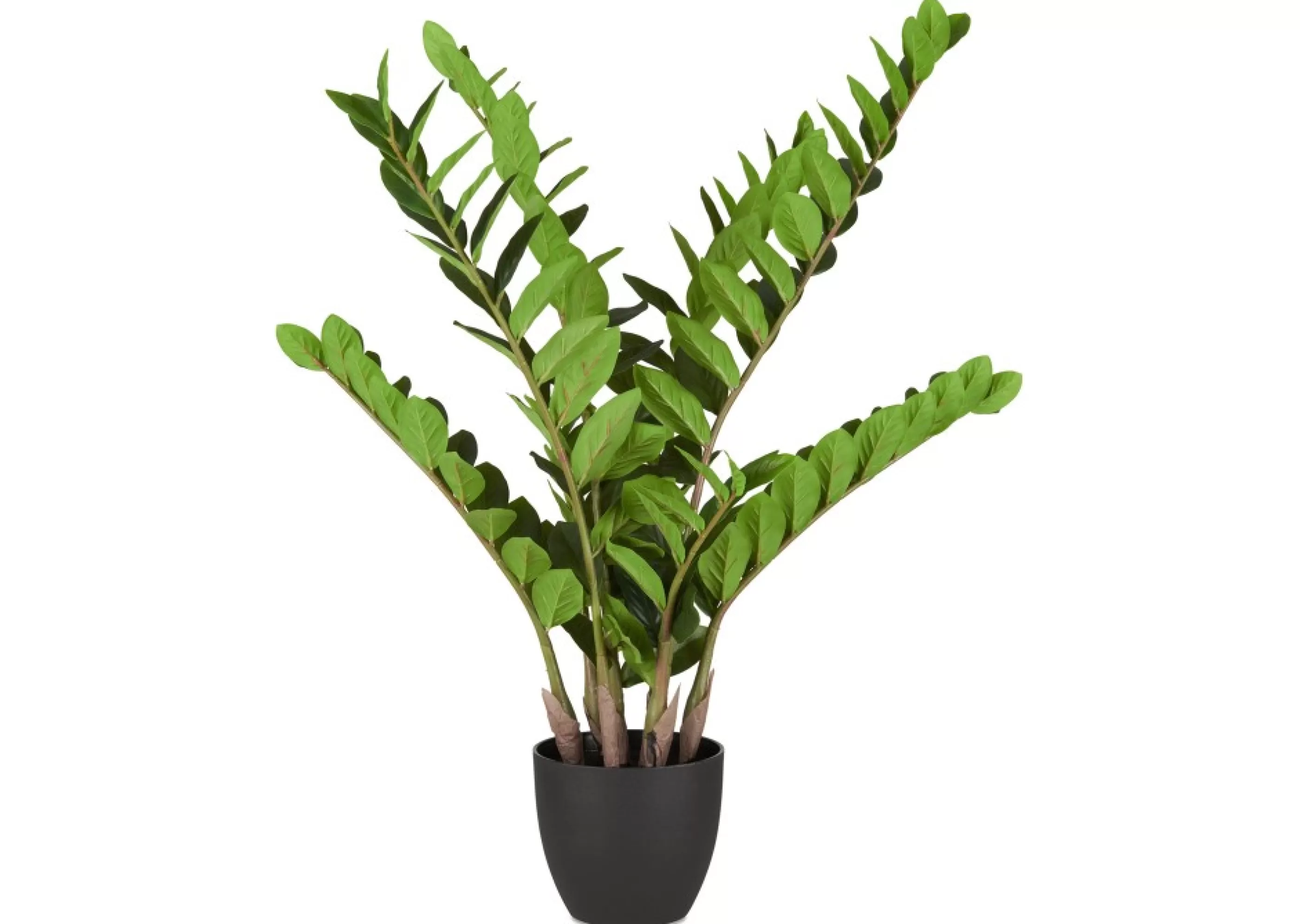 unavailable Blooms & Branches*Hola Zz Plant Potted