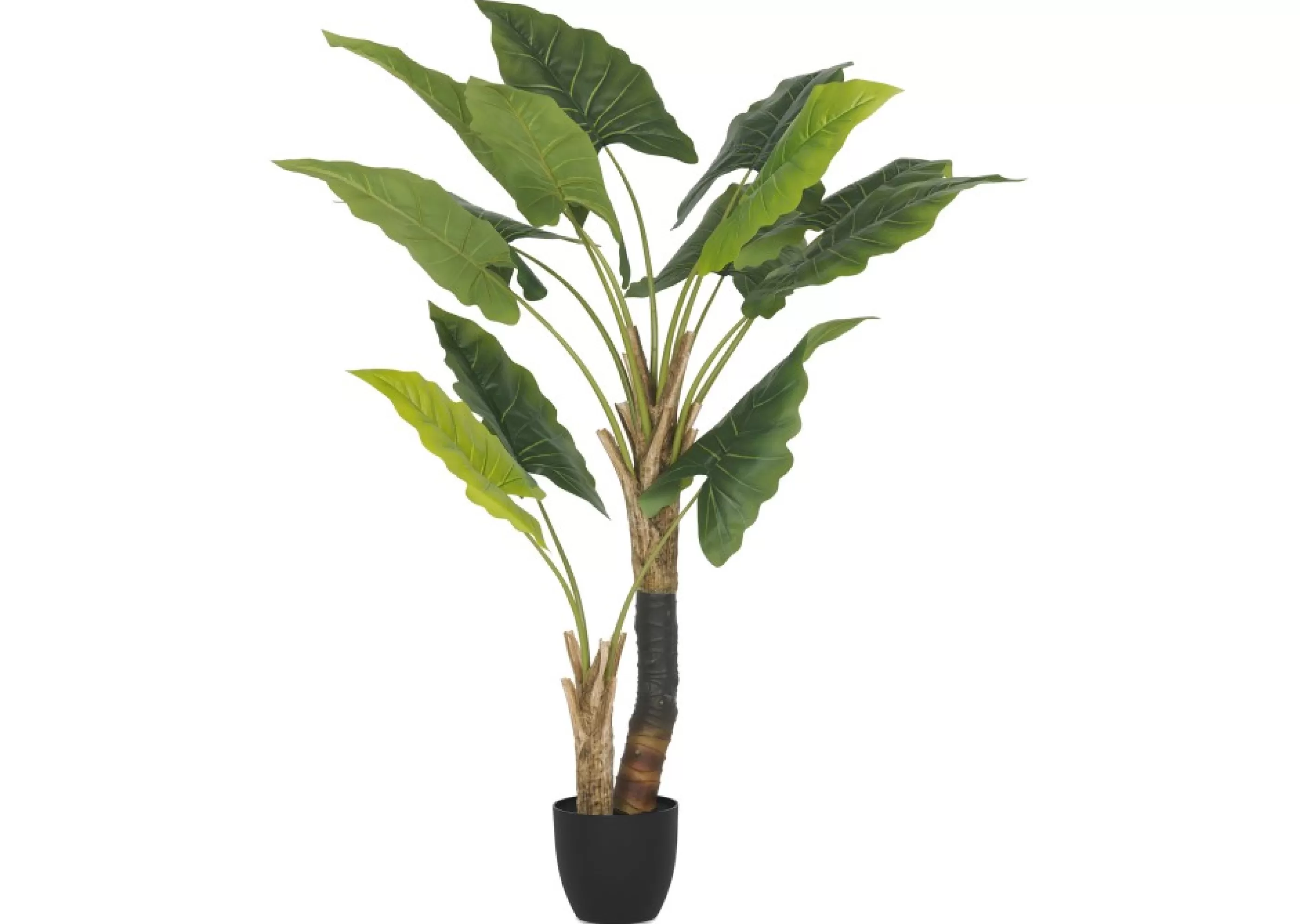 unavailable Blooms & Branches*Jana Taro Tree Potted