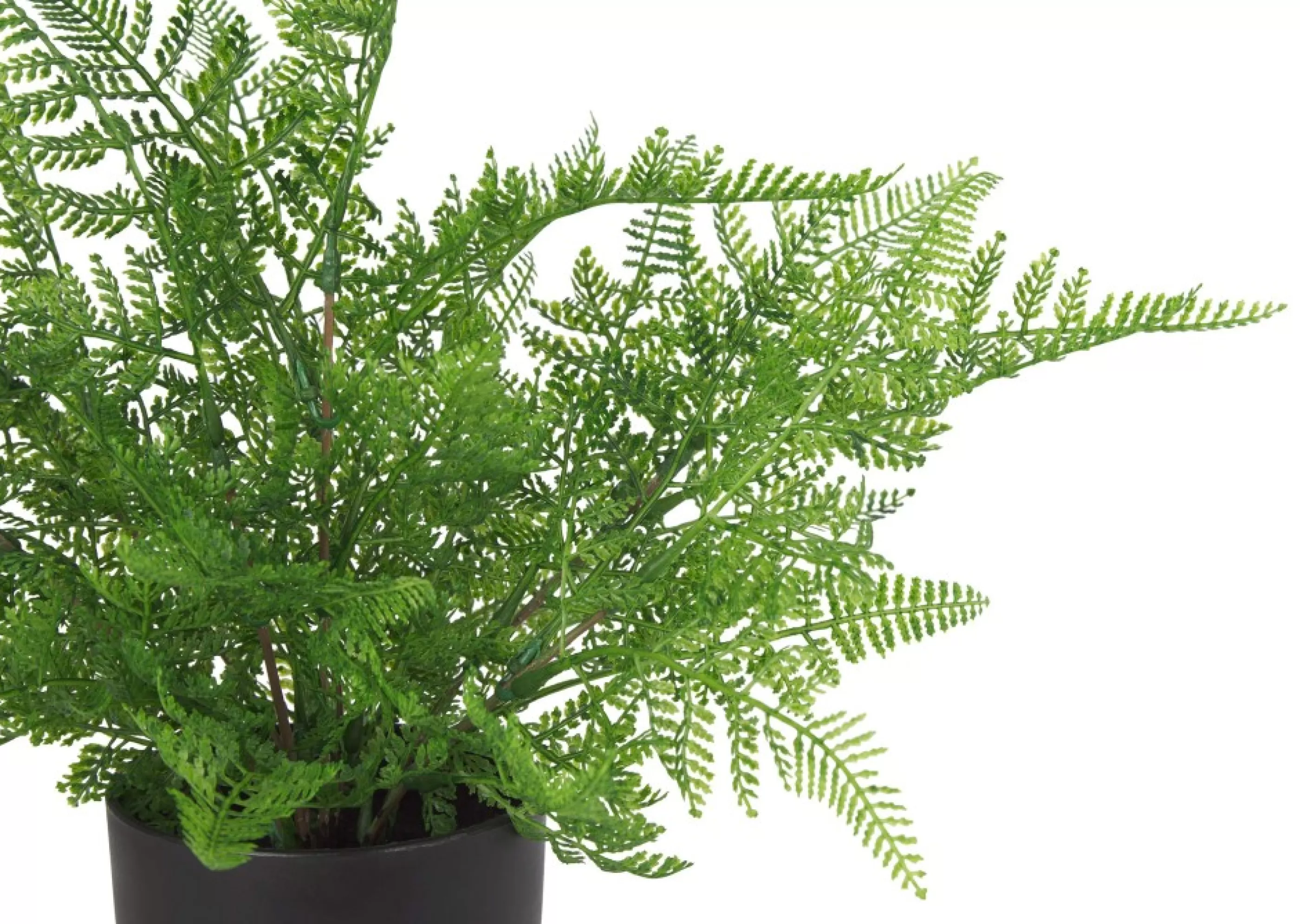 unavailable Blooms & Branches*Kady Lace Fern Potted