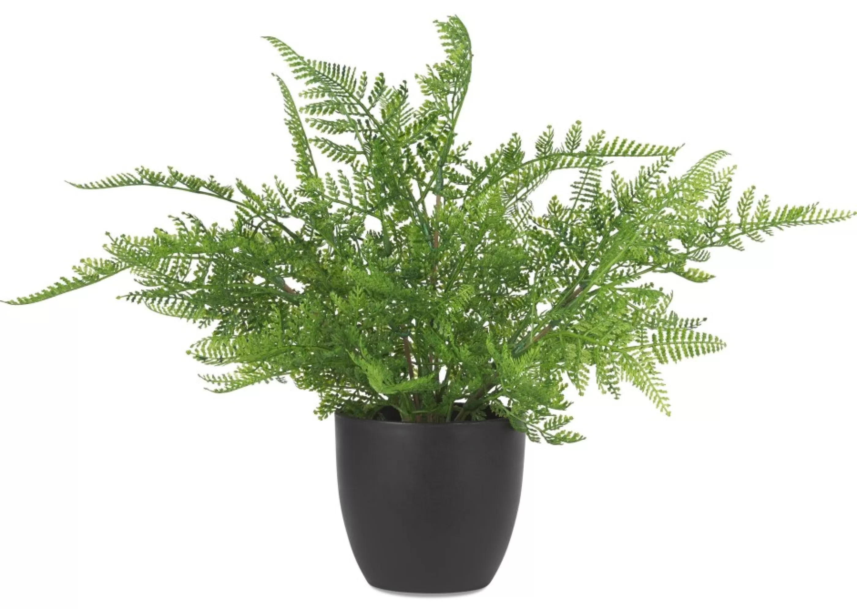 unavailable Blooms & Branches*Kady Lace Fern Potted