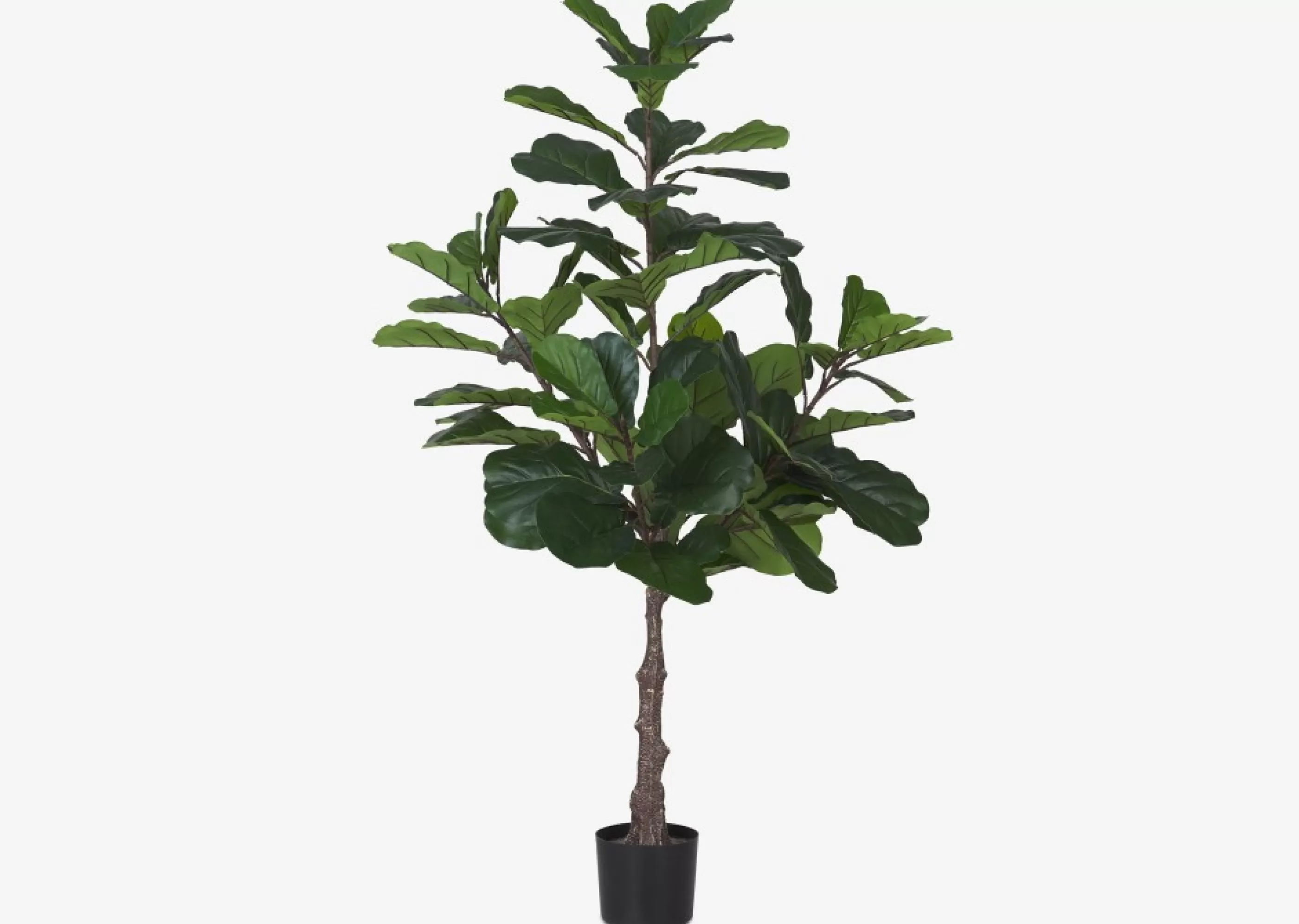 Urban Barn Blooms & Branches*Kani Fiddle Tree Potted