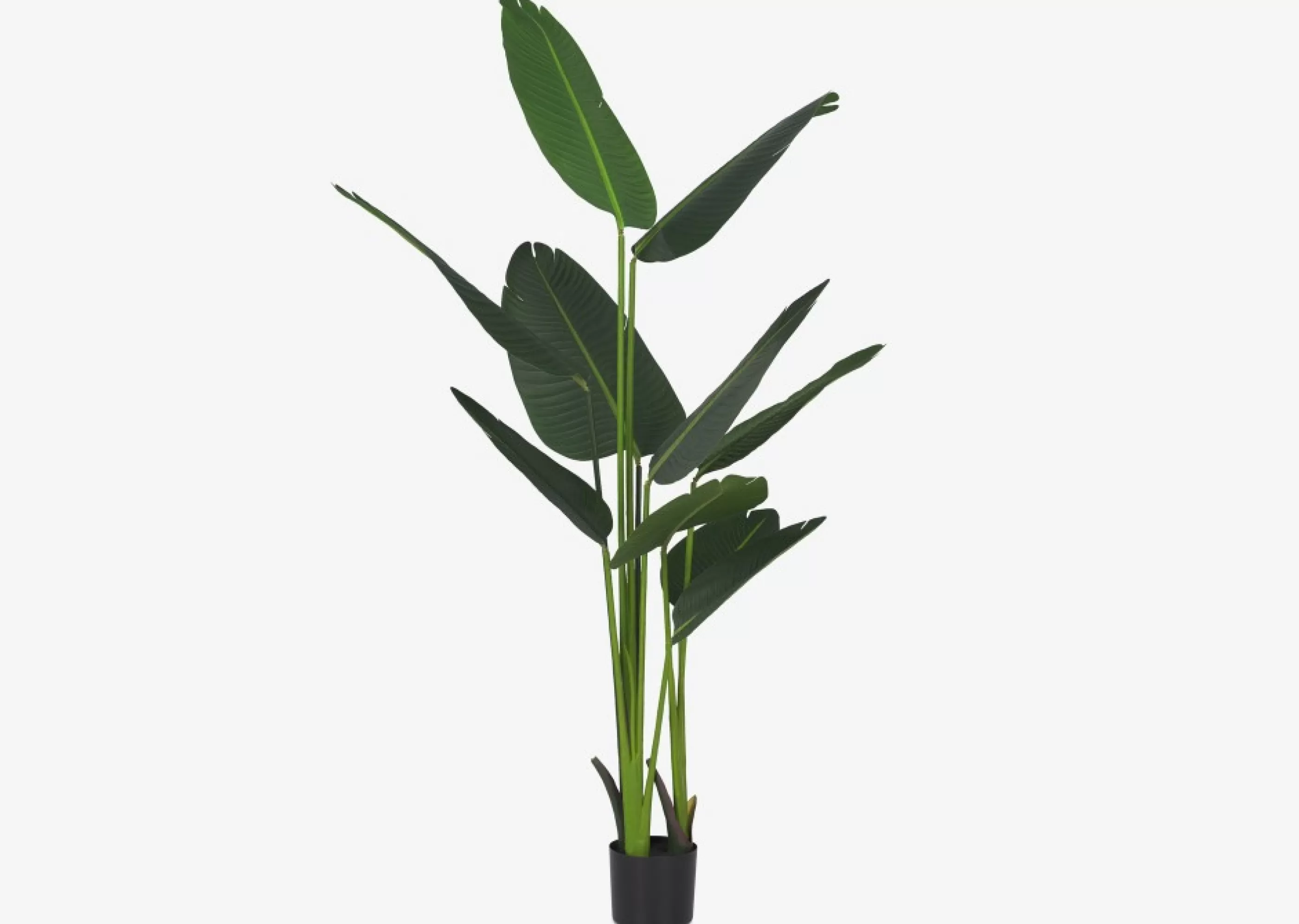 Urban Barn Blooms & Branches*Kani Travelers Palm Tree Potted Large
