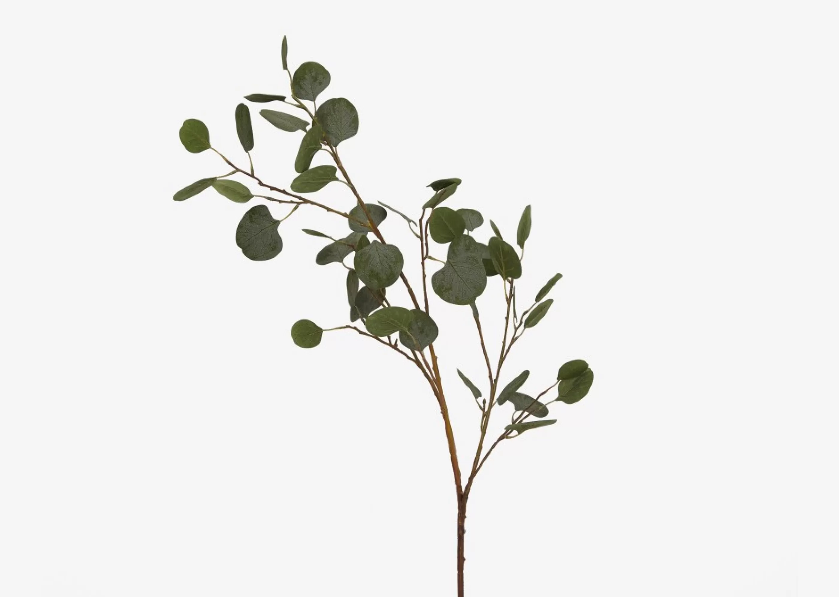 Urban Barn Blooms & Branches*Keimi Eucalyptus Branch