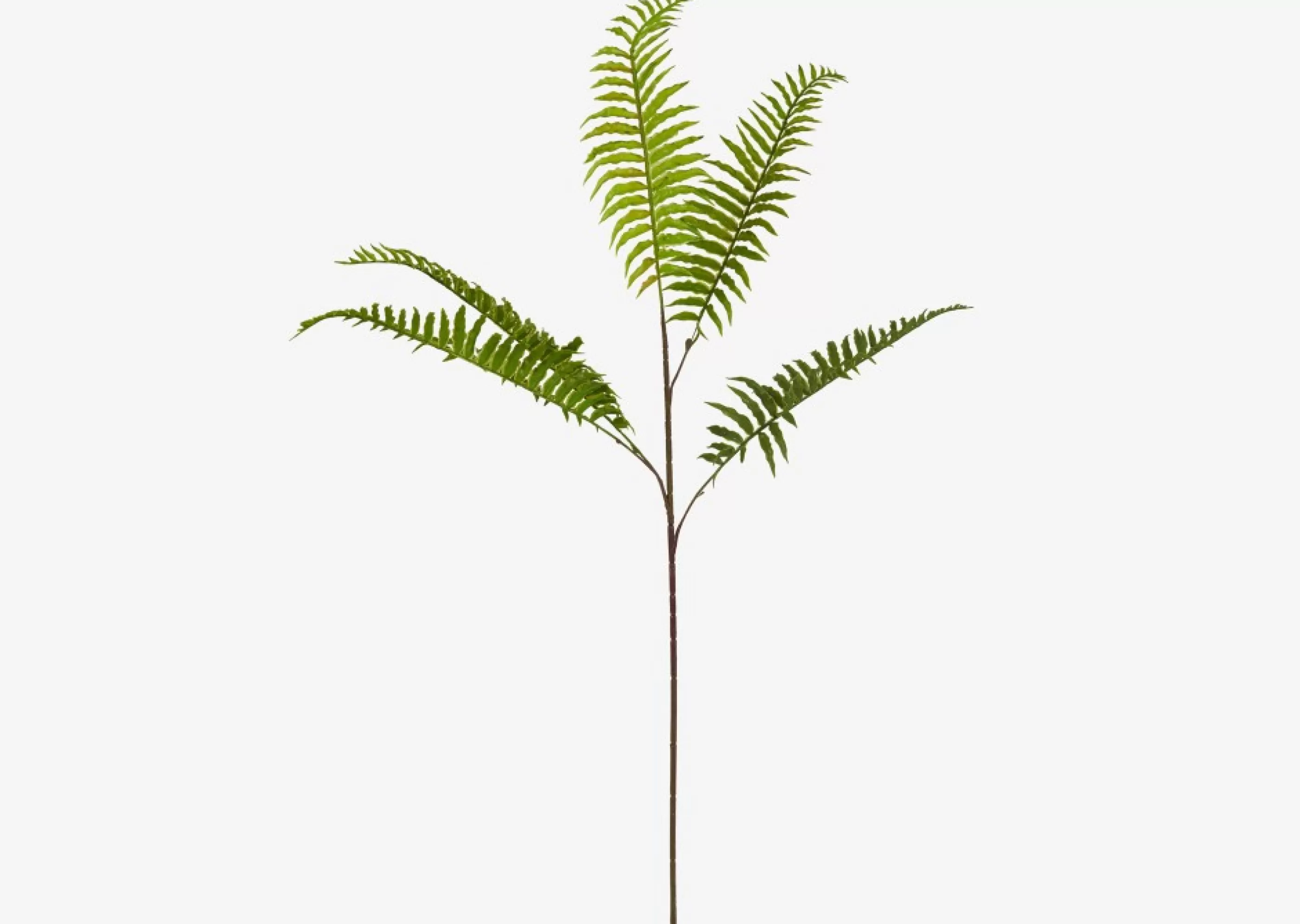 unavailable Blooms & Branches*Leni Bamboo Fern Branch