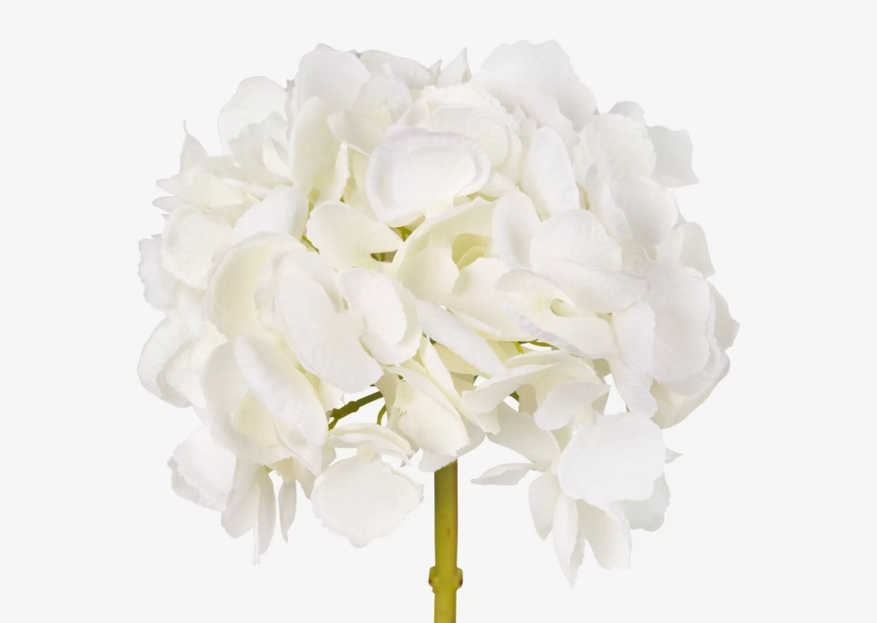 unavailable Blooms & Branches*Lydia Hydrangea Stem
