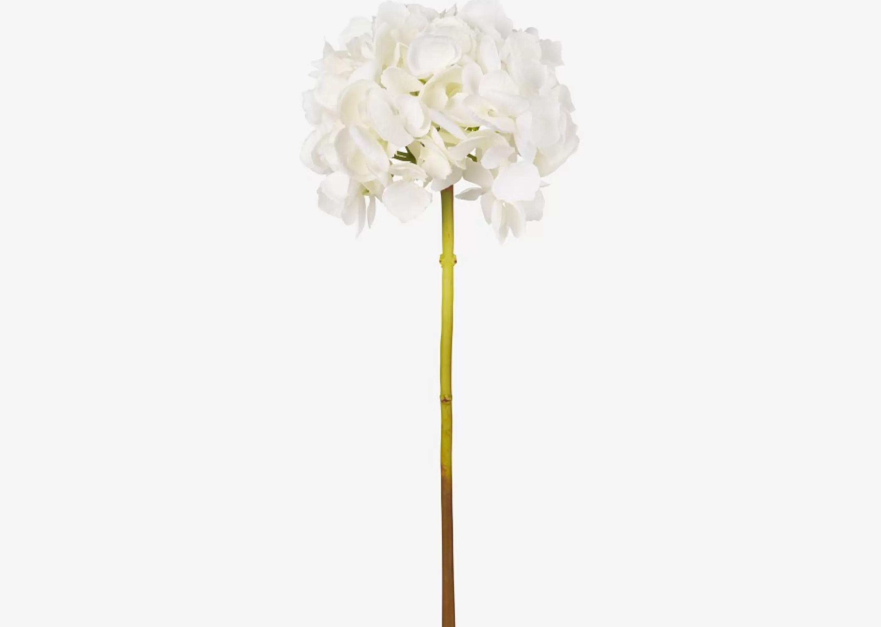 unavailable Blooms & Branches*Lydia Hydrangea Stem