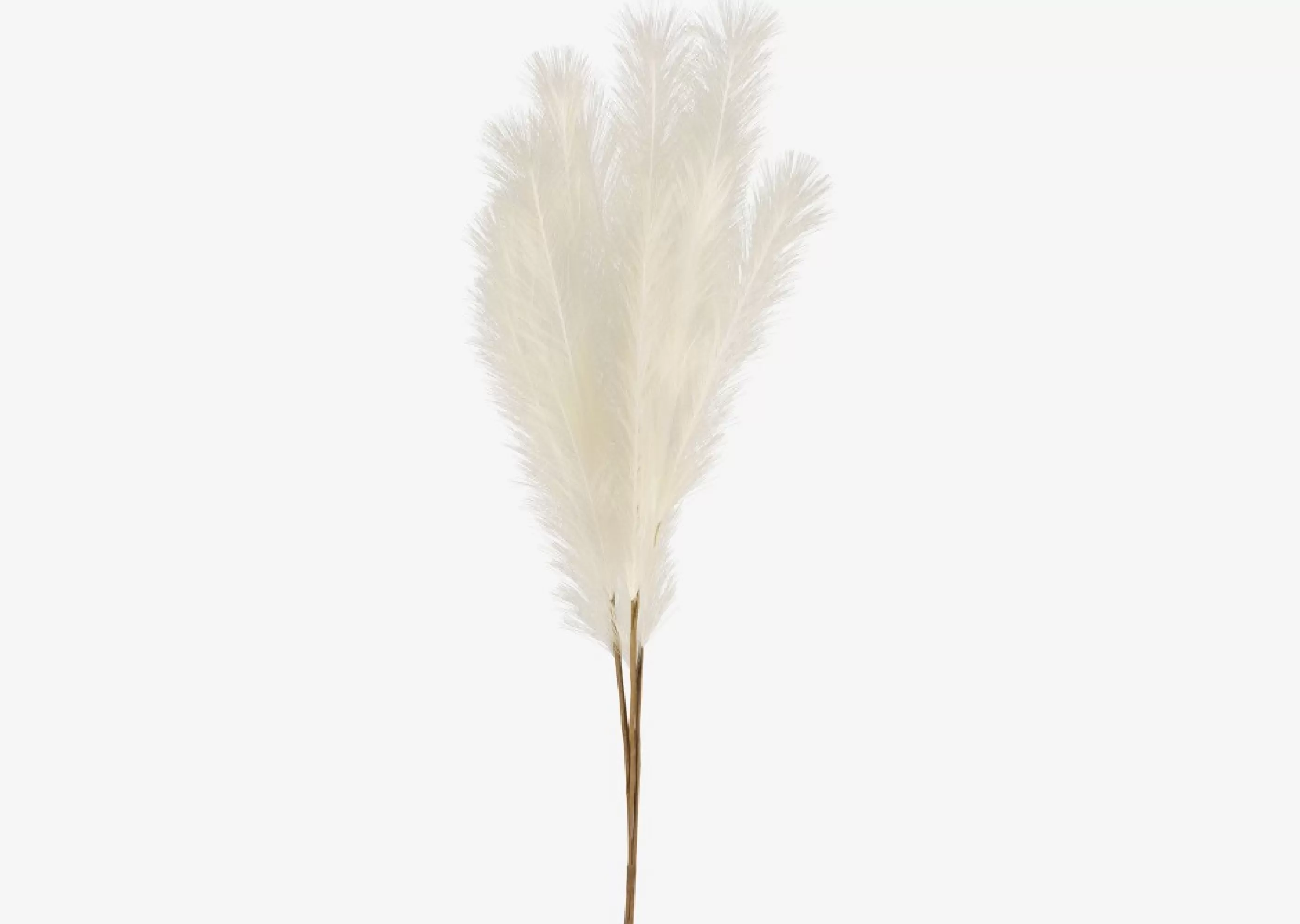unavailable Blooms & Branches*Marianna Pampas Bunch