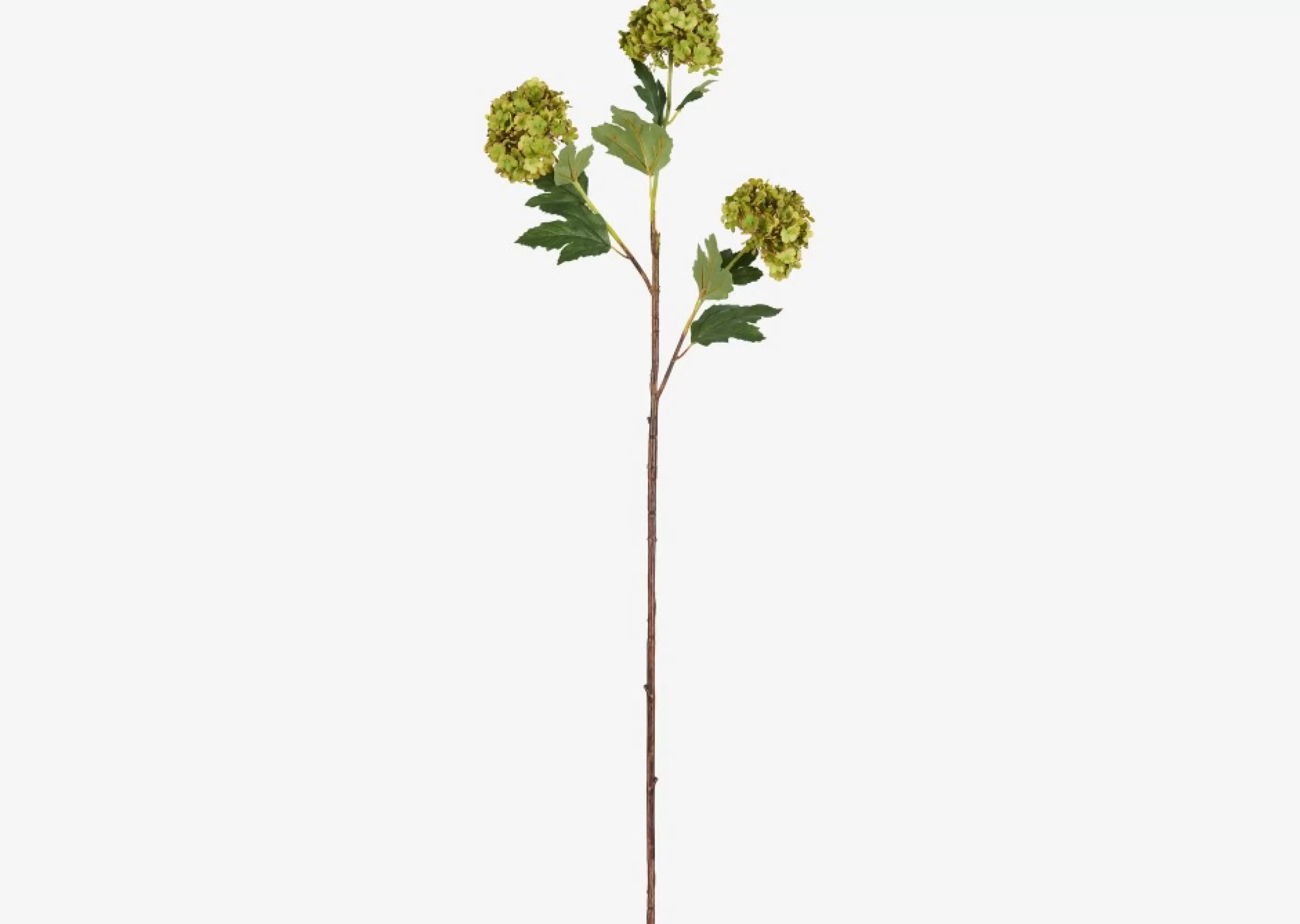 unavailable Blooms & Branches*Raylee Snowball Branch Fern
