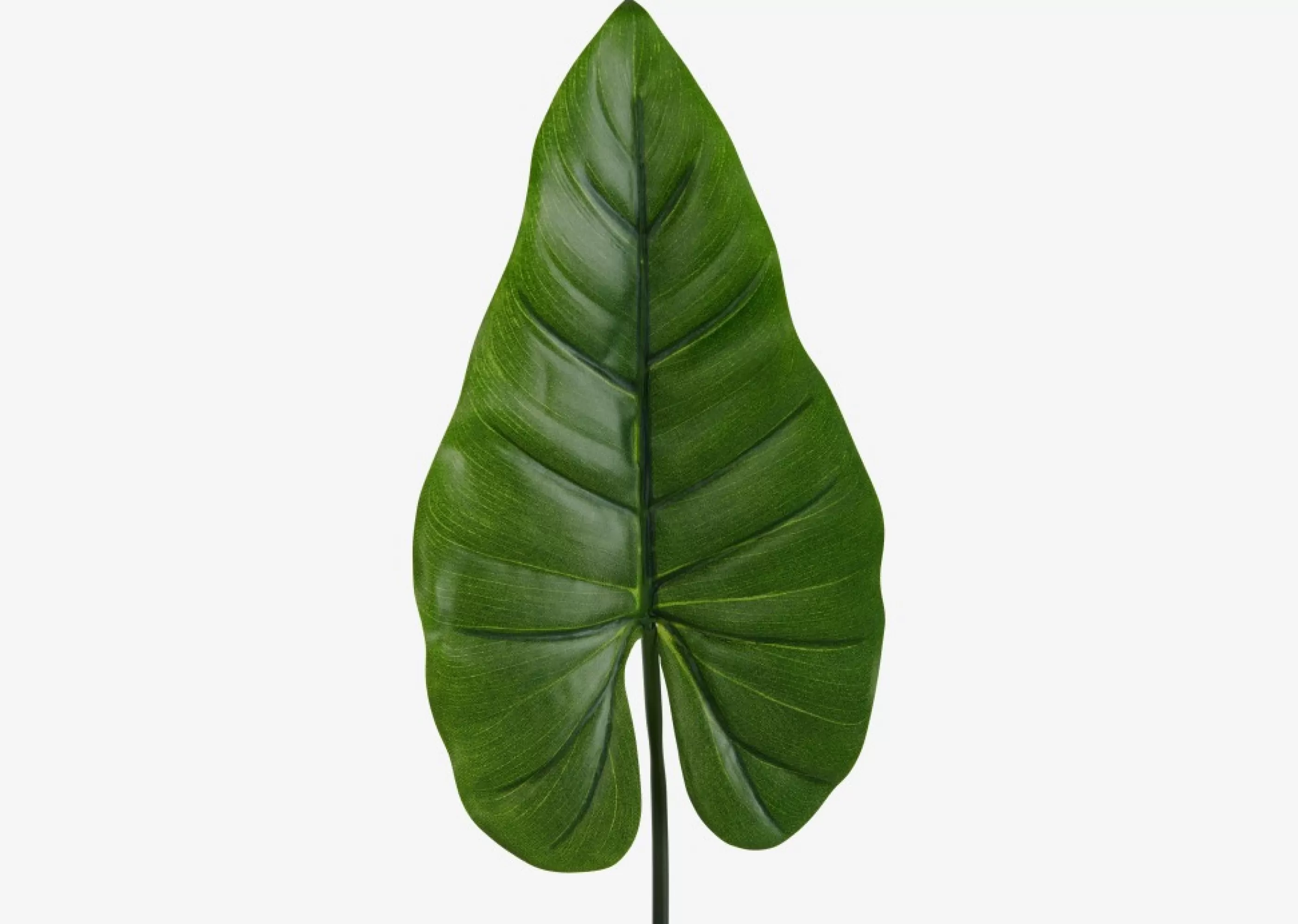 unavailable Blooms & Branches*Roca Elephant Ear Leaf Stem