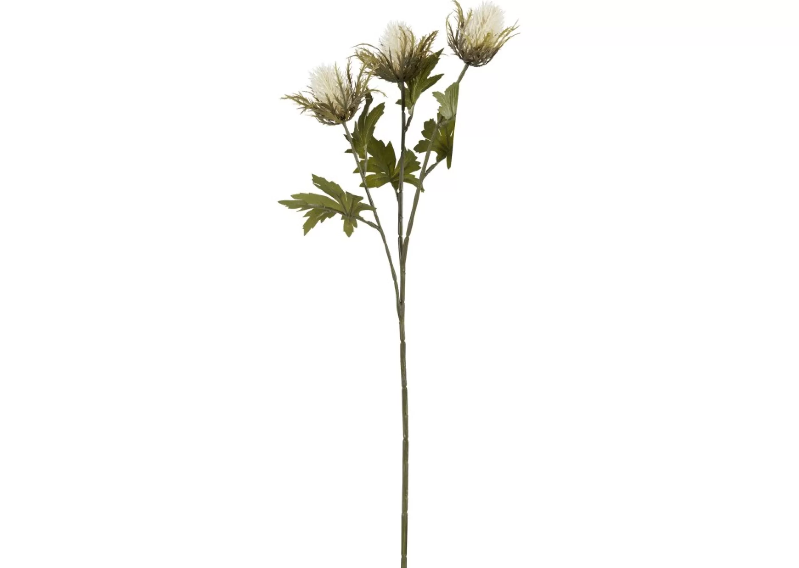 unavailable Blooms & Branches*Thorne Teasel Branch