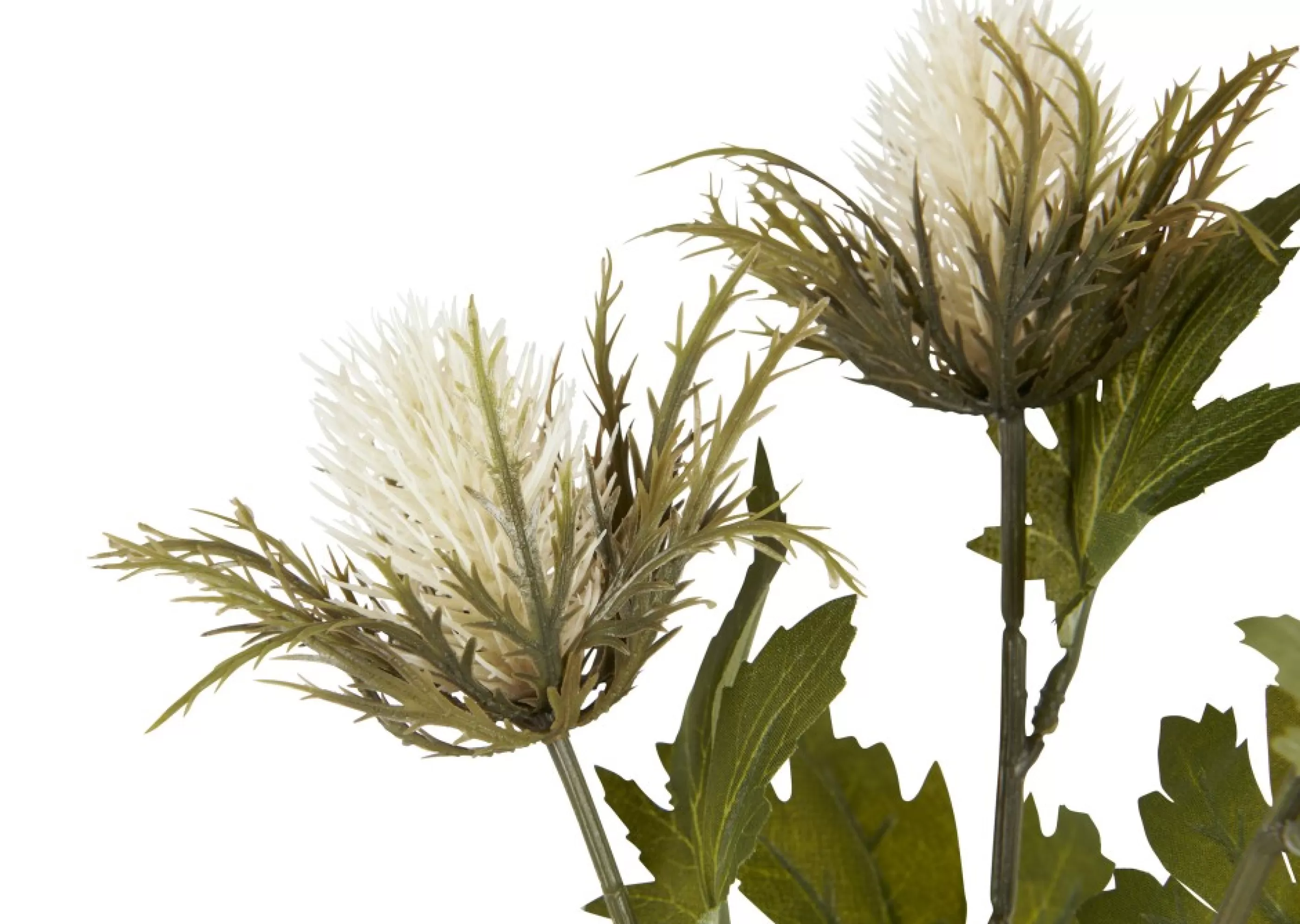 unavailable Blooms & Branches*Thorne Teasel Branch